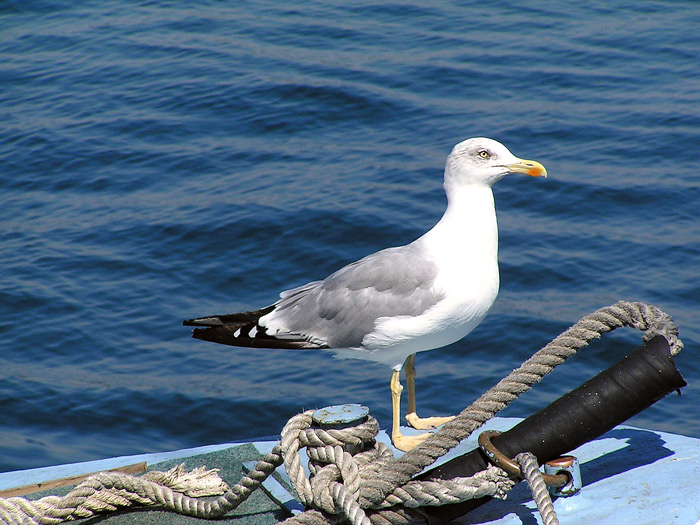 Tak jedem, kapitáne!