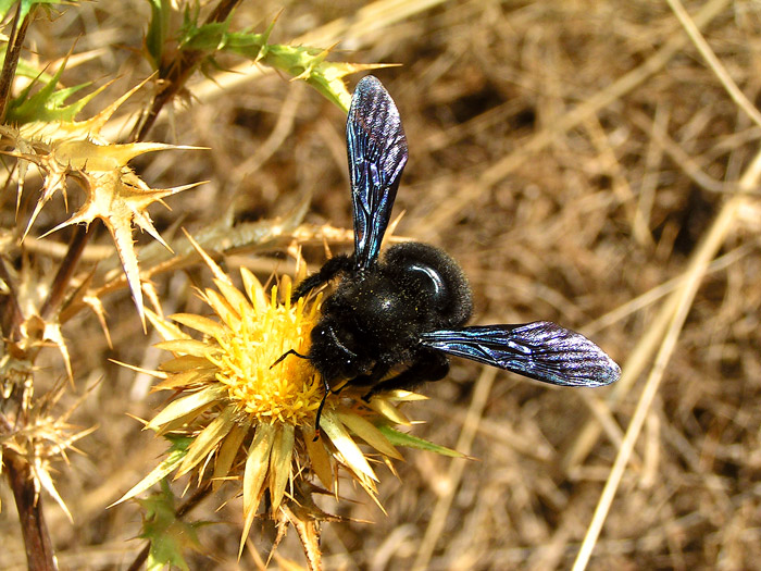 Ze života chorvatského hmytu - Drvodělka fialová