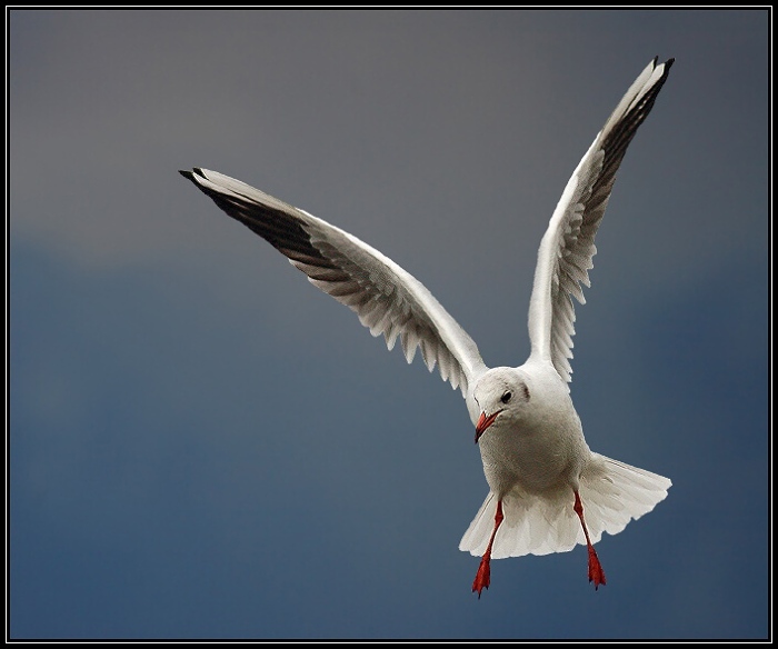 <b>KAM TO POSADÍM ? ? ? <b/>