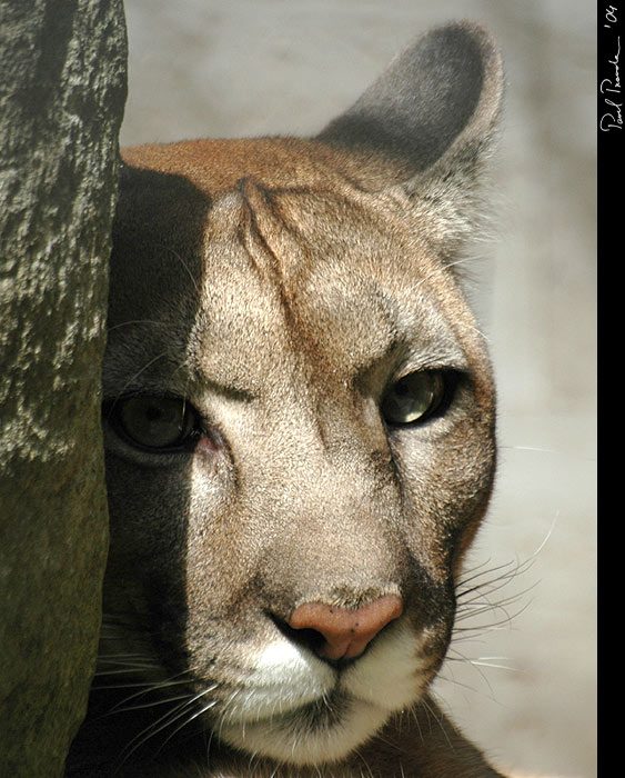 Puma III