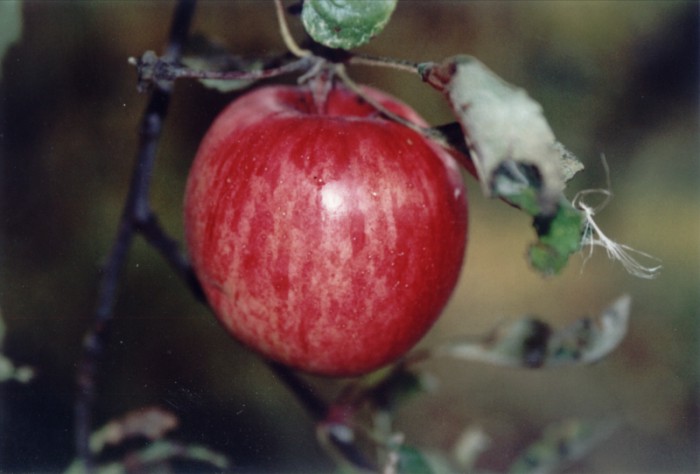 Podzim