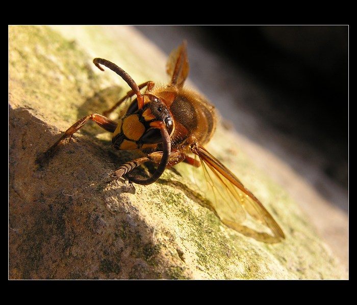 těžká kocovina......