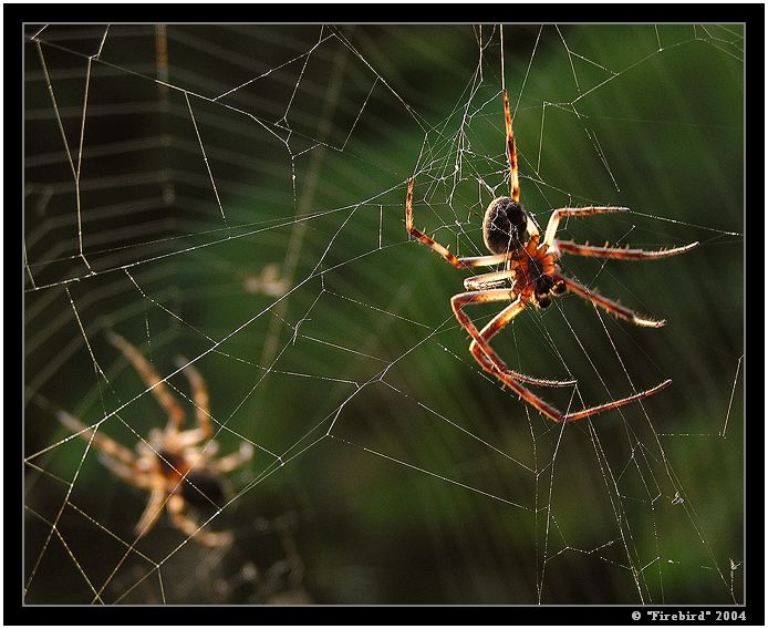 *** Pavouček Lojzíček & Kája a jejich net ***