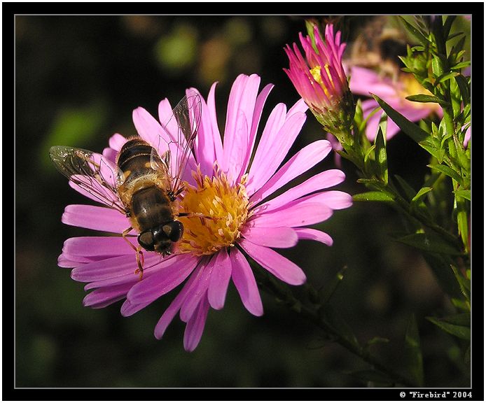 *** Vosička Danička ***