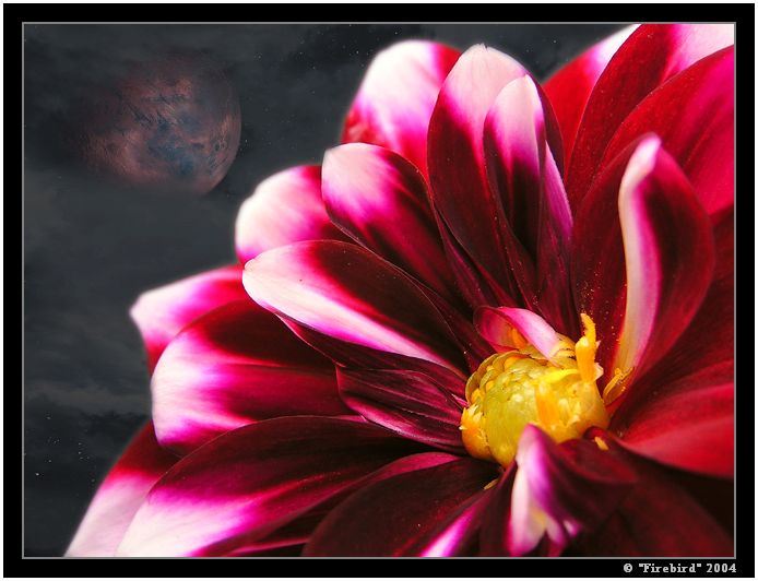 *** Space flower ***