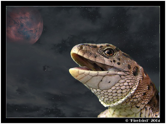 *** Kterek Jesterka na mesic vyla! ***