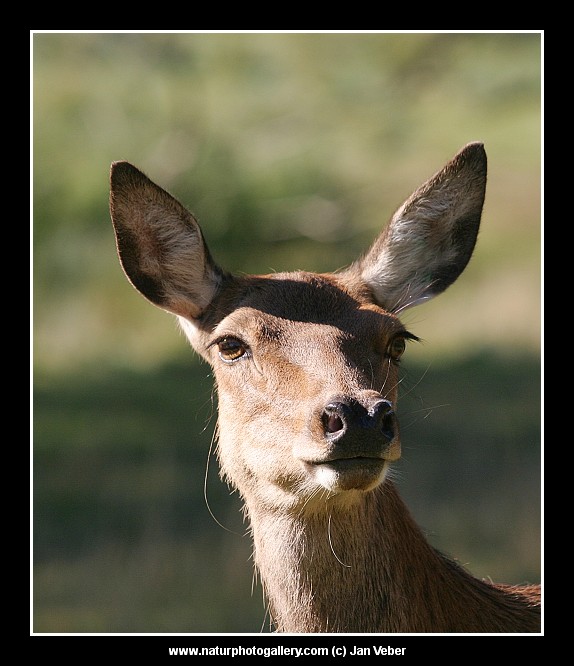 Koho asi vyhlíží?