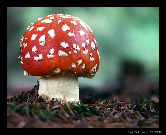 Amanita muscaria, aneb klidně mě sežer