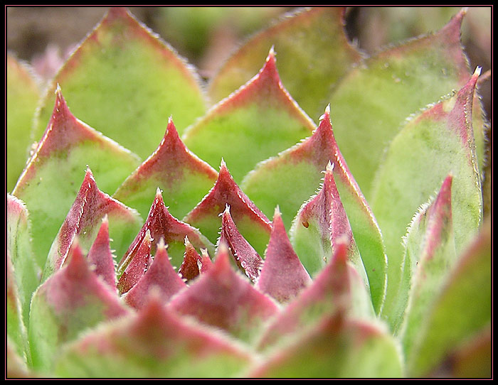 Sempervivum