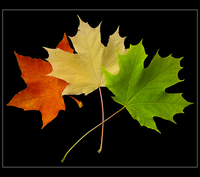 <b>UNITED COLORS<br>OF AUTUMN I<br>