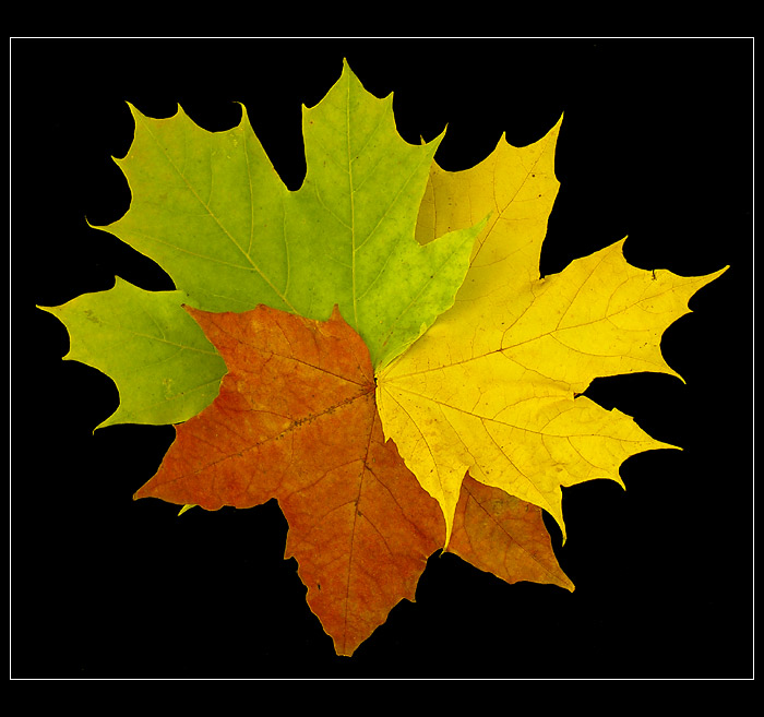 <b>UNITED COLORS<br>OF AUTUMN II<br>