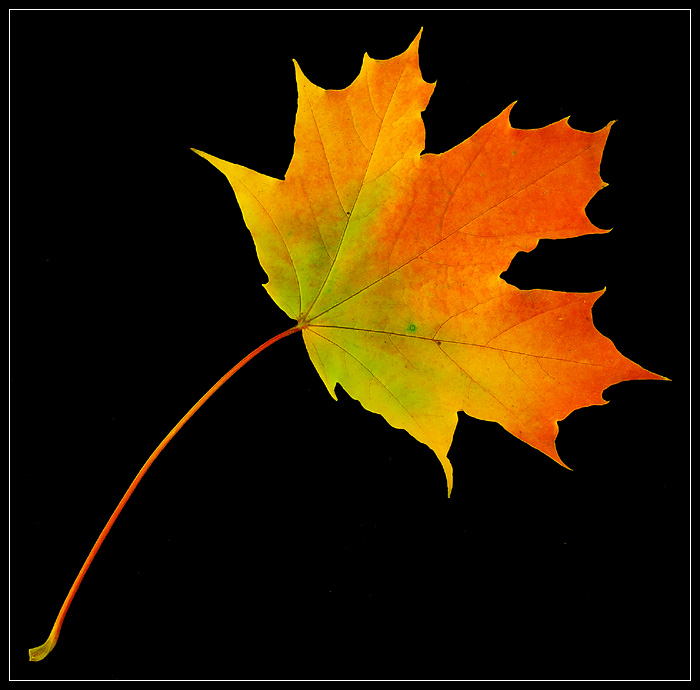 <b>UNITED COLORS<br>OF AUTUMN III<br>