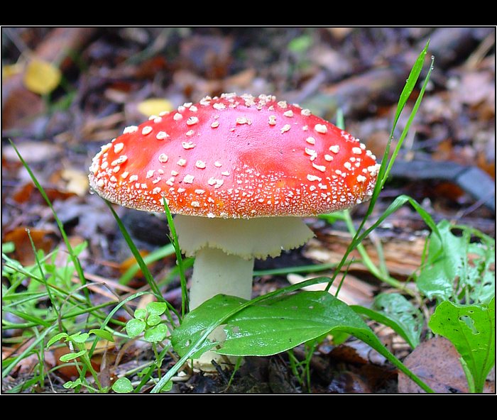 Halucinogenní zátiší