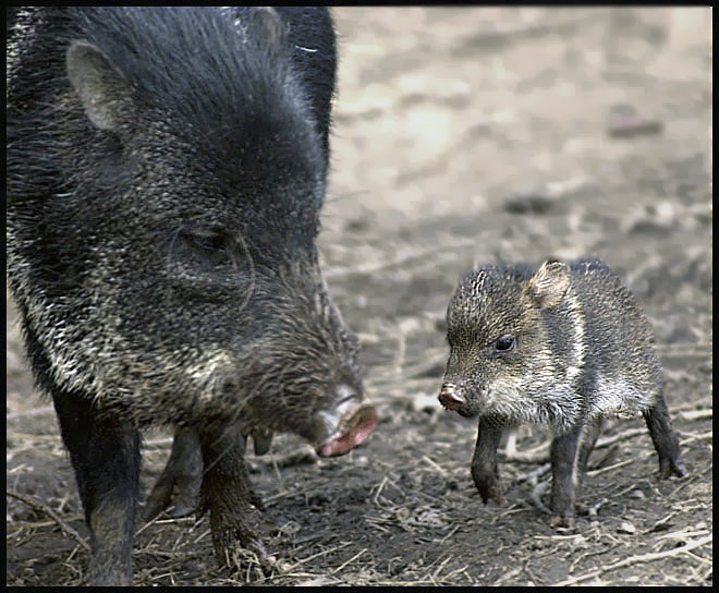 Mááámííí póóóčkéééj