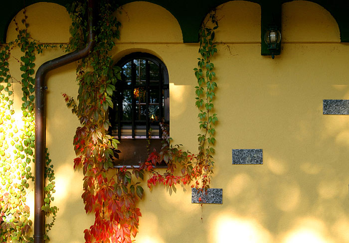 Window
