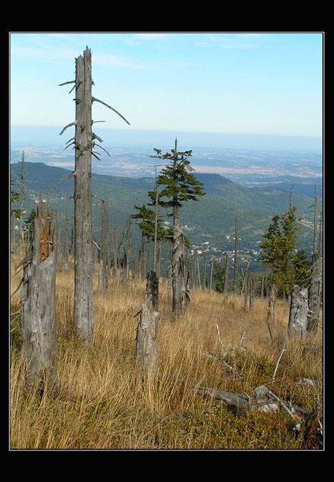 Krkonošské hvozdy