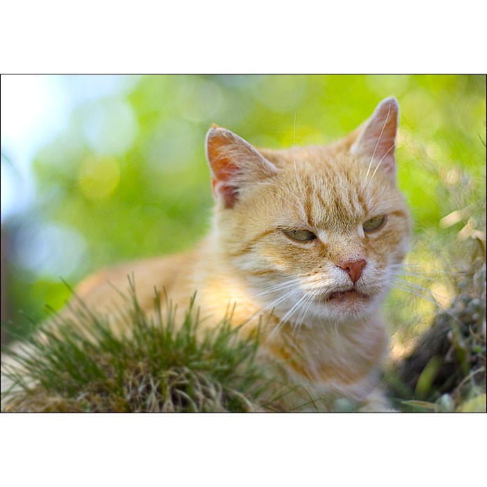 Garfield