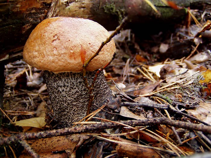 A tak si tam rostl...