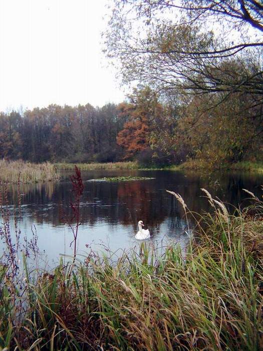 U vody