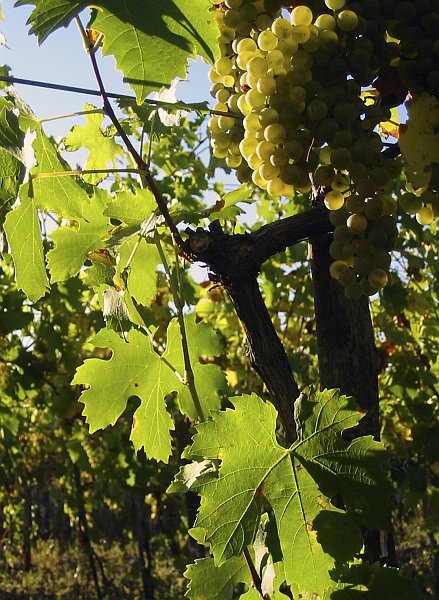 Müller Thurgau<br>&nbsp;&nbsp;ročník 2004