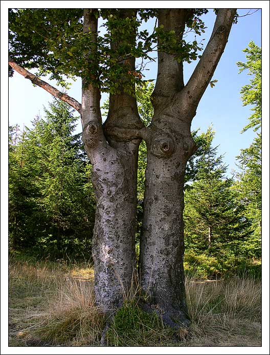 Woody Twins