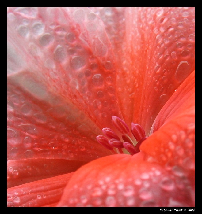 Krása pelargónie I