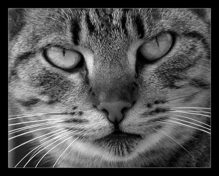 cat ka