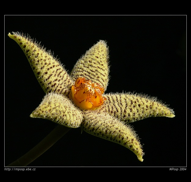 Piaranthus