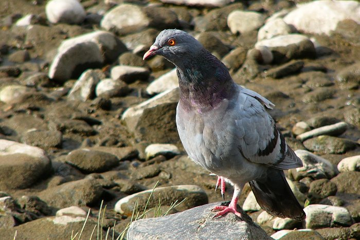 Vrkoun