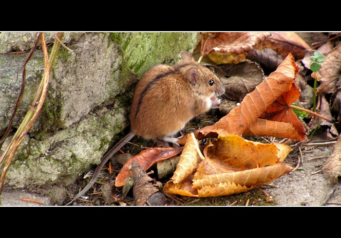 hrabomyš
