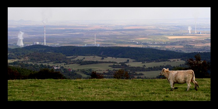 kráva v krušnohoří