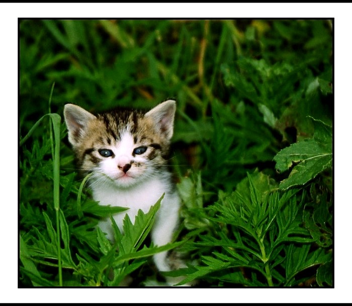 Little cat
