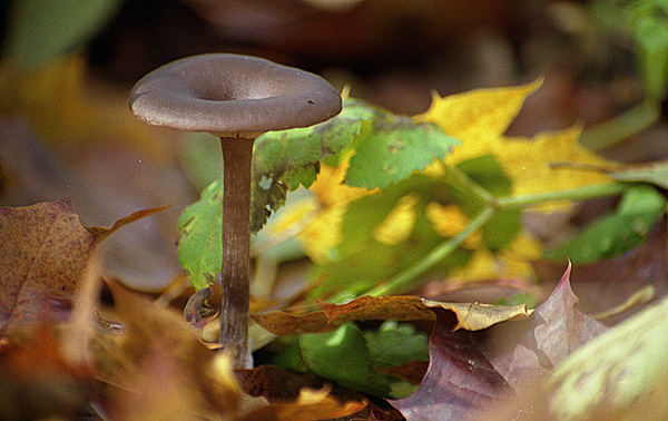 na tomhle snímku je houby vidět