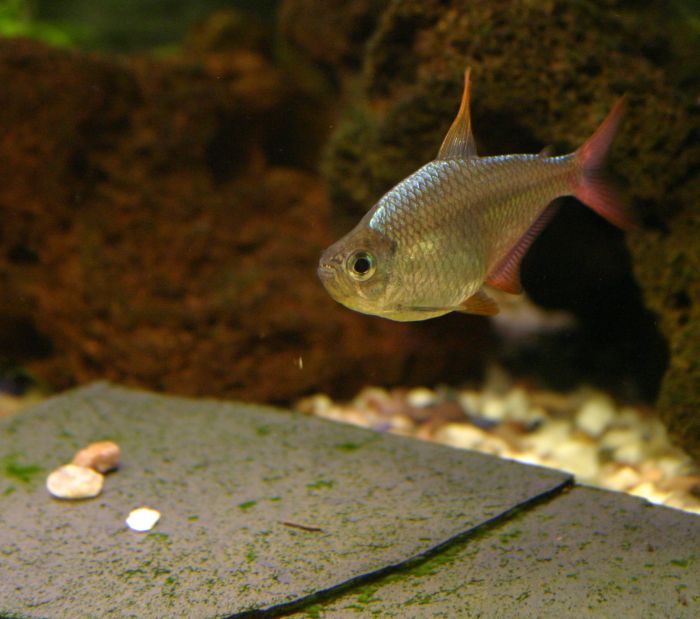 Tetra