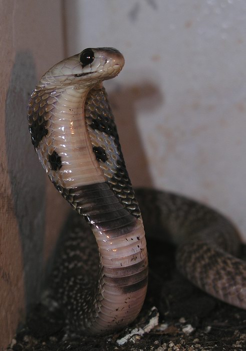 Brejlovec II