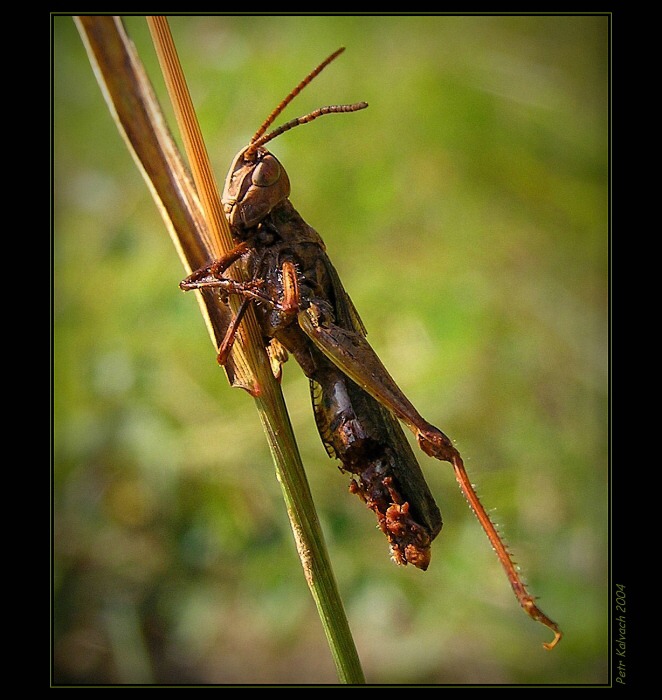 Vyděržaj pijanier!