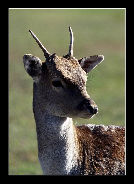 ...mladý daněk...