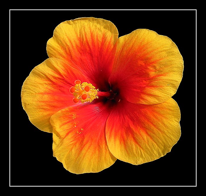 flower