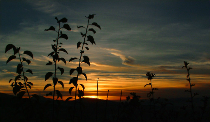 PlantoZapadovka III