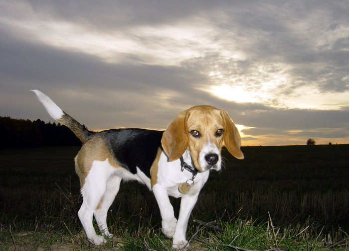 Beagle
