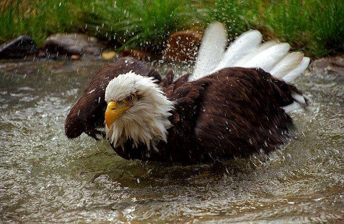 Orel koupající se