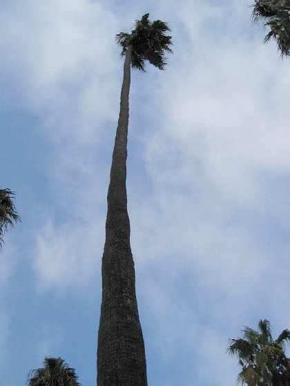 palmy