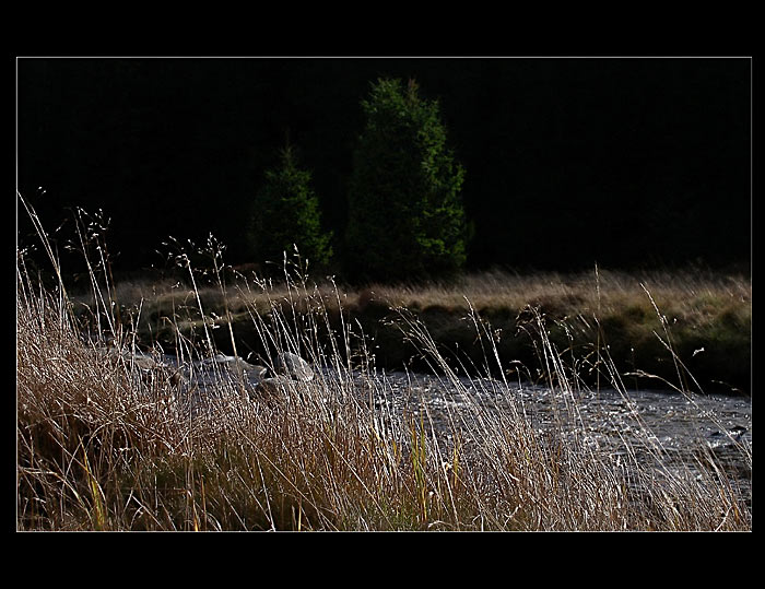 Podzim na Šumavě II.-Vydra