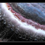 ... když houby pláčou ...