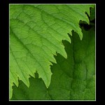 Zubaté ostří - v zelené