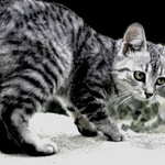 cat walk
