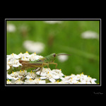 Ty jo, to je vejska :(