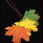 <b>Podzimní posloupnost I.</b>