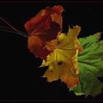 <b>Podzimní posloupnost III.</b>