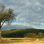 <b>Kam strom ukáže...III.</b>